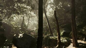 soleggiato foresta presto nel il mattina video