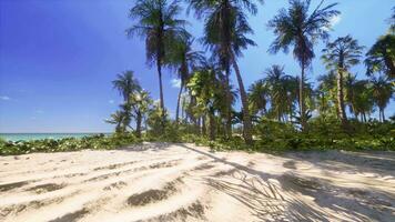 tropischer Strand mit Kokospalme video