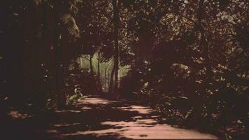 luminosità di il giungla è evidenziato di un' avvolgimento di legno sentiero video