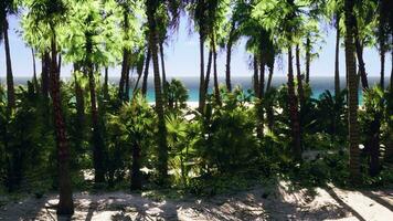 tropicale spiaggia con Noce di cocco palma albero video