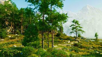 dans le alpin région, une multitude de des arbres sont illuminé par le brillant Soleil video