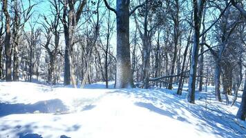 Pine trees covered with snow on frosty evening video