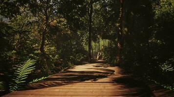 sunlit trail of aged wood winds through the jungle video