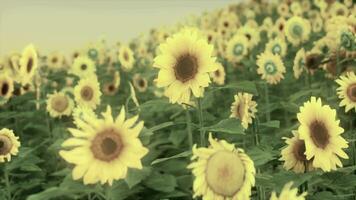 espléndida escena de girasoles amarillos vivos en la noche video