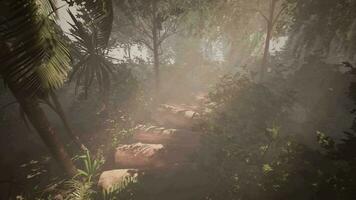 Hiking through a misty trail in the heart of the jungle video