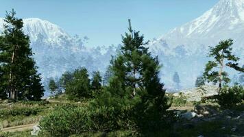 roccioso precipizio con un' denso pino foresta video