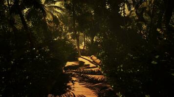 Exploring a misty trail in the dense tropical foliage video