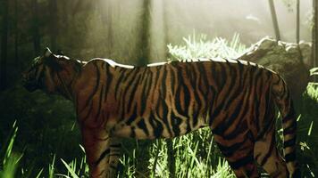 In dense bamboo forest a tiger remains motionless searching for its next meal video