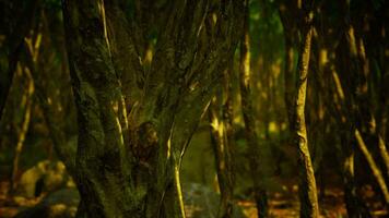 bellissimo estate foresta con diverso alberi video