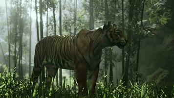 reusachtig Bengalen tijger sluipt rond door een bosje van bamboe video