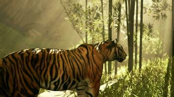 mit das Sonne leuchtenden Nieder ein Mammut Bengalen Tiger jagt zum es ist Nächster Mahlzeit video