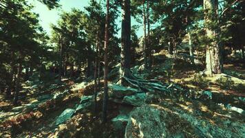 rocoso acantilados apoyo un conífero bosque, expuesto a el elementos video