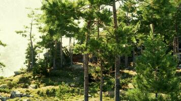 A large rock formation dense with pine trees video
