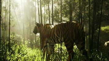 fest Bengalen Tiger ist auf das durchstreifen zum es ist Nächster Mahlzeit video