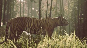 en dessous de le radiant Soleil une colossal Bengale tigre poursuit ses carrière video