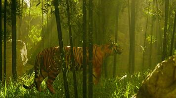 im ein dick Bambus Wald ein Tiger steht bewegungslos suchen zum es ist Nächster Mahlzeit video