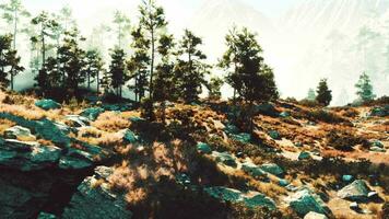 Naked cliffs host a thriving forest of towering pines video