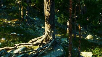 Rocky terrain supports towering coniferous forest video