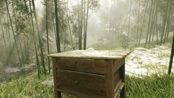 une solitaire en bois table dans le milieu de une serein forêt video