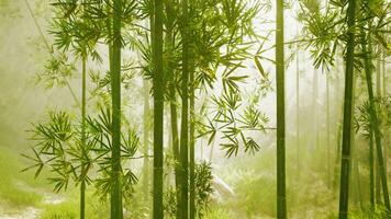 A serene bamboo grove enveloped in ethereal fog video