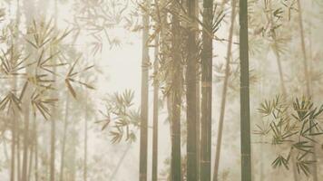un brumoso bambú arboleda en un sereno bosque video