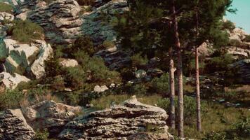 In the Alps, a plethora of trees are bathed in bright sunlight video