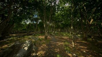 bela floresta de verão com árvores diferentes video