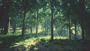 en frodig och vibrerande skog med en tät tak av träd och frodig grön gräs video