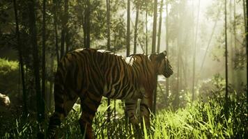 massive Bengal tiger searches for its prey in a bamboo grove video