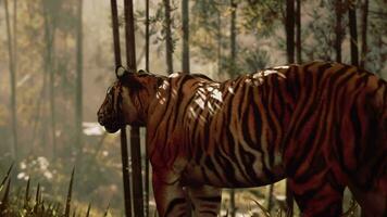 tigre congeladas dentro uma bambu floresta, cheirando e ouvindo para Está presa video