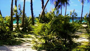 tropisch paradijs met wit zand en palm bomen video