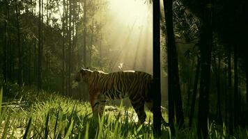 tiger in the midst of bamboo frozen as it sniffs and listens for its prey video