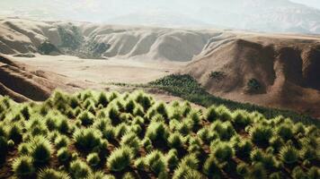 the rocky landscape of the Californian Mojave Desert with green shrubs video