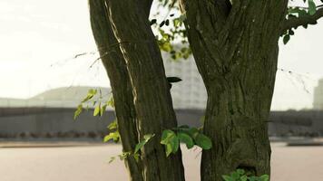 The warm morning sun dramatically casting intense rays through a large tree video