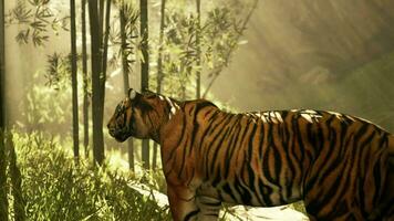 temidden van de dik bamboe een tijger stoffelijk overschot roerloos zoeken voor haar De volgende maaltijd video