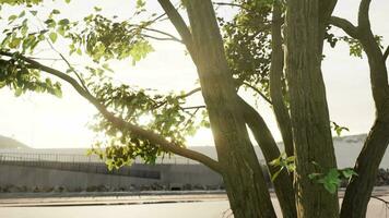 sun shining through tree with lens flair video