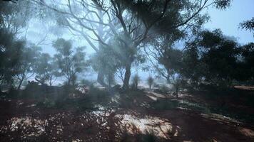A mystical forest shrouded in a thick blanket of fog video
