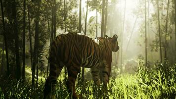 In the midst of a bamboo thicket a colossal Bengal tiger stalks its quarry video