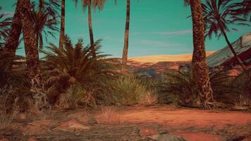uma cênico sujeira estrada cercado de exuberante Palma árvores e majestoso montanhas video