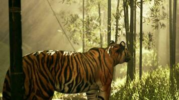 tiger in midst of a bamboo thicket frozen as it sniffs and listens for quarry video