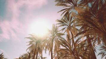 ser upp på handflatan träd på surfare paradis video