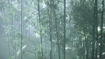 een dicht bamboe Woud met torenhoog bamboe bomen video
