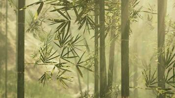 un sereno bambú arboleda envuelto en un místico niebla video