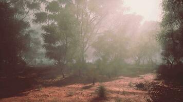 A dense forest shrouded in mist video