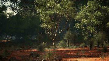 A dense forest with a cluster of towering trees in the center video