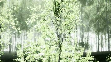 The last rays of the sun filter through the birch forest video