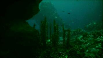 mer ou océan sous-marin corail récif video