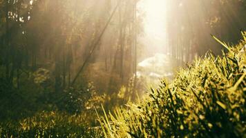 bamboo forest showing off its greenness video