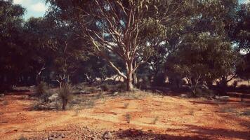 A rustic field with a picturesque backdrop of trees video