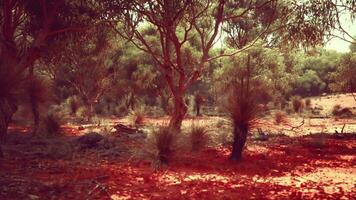 South Africa landscape with green trees video